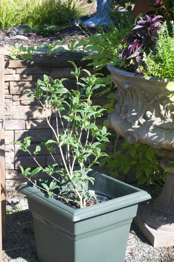 Osmanthus fragrans var. aurantiacus