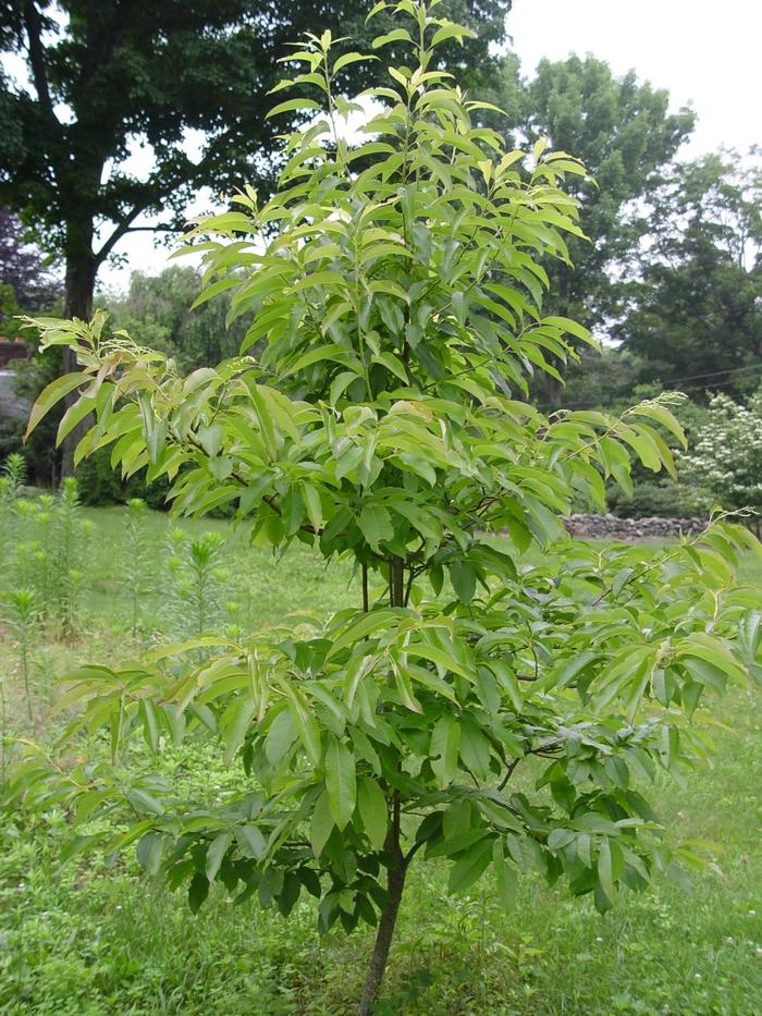 Oxydendrum arboreum