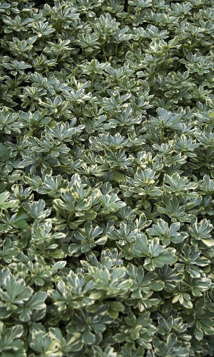 Pachysandra terminalis Variegata