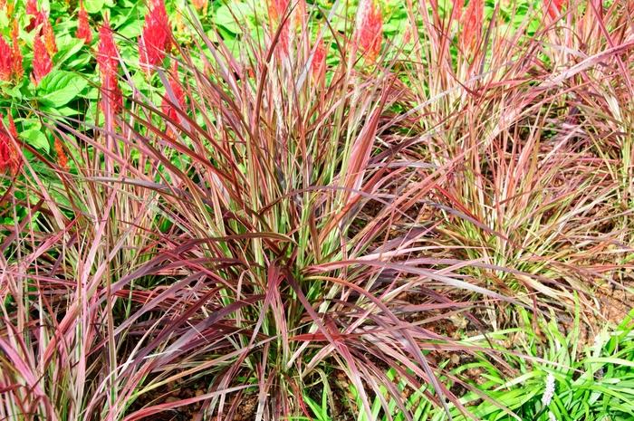 Pennisetum setaceum Graceful Grasses® Fireworks