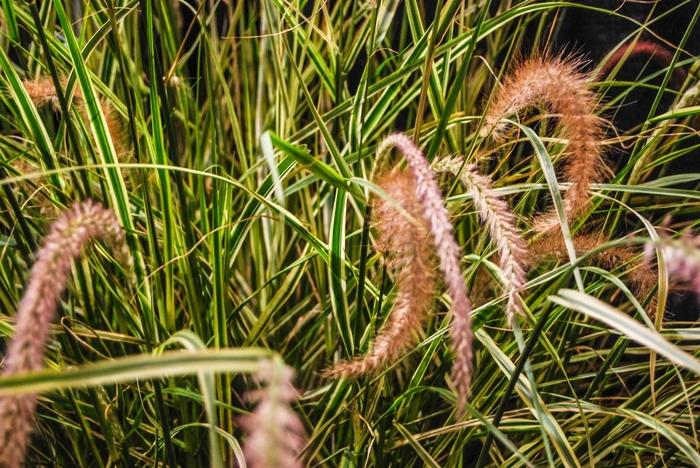 Pennisetum setaceum Graceful Grasses® Sky Rocket
