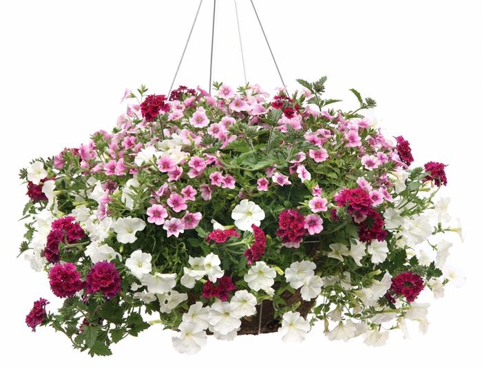 Petunia Supertunia Mini Vista® White