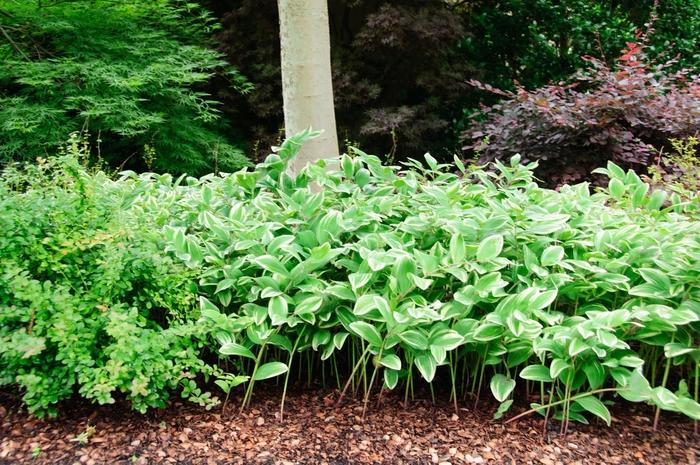 Polygonatum odoratum var. pluriflorum Variegatum