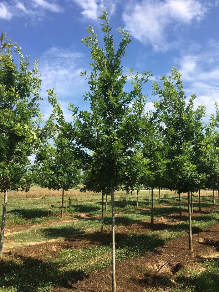 Quercus shumardii