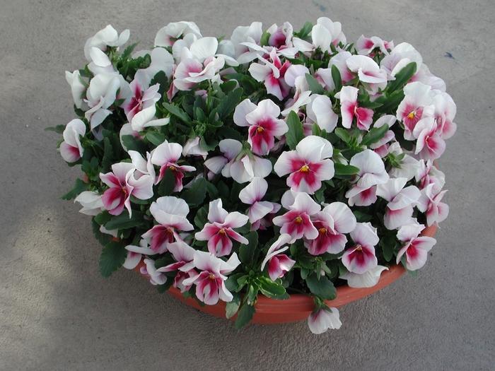 Viola x wittrockiana Ultima Beacon Rose
