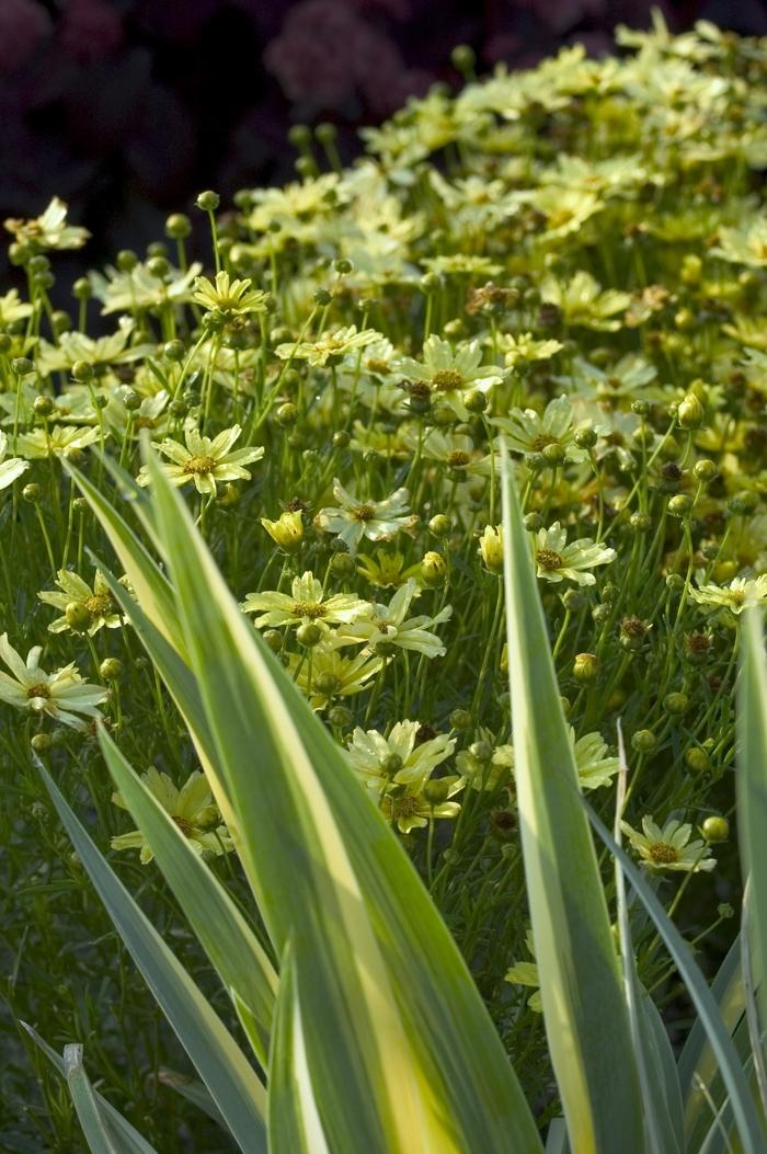 Coreopsis verticillata Creme Brulee