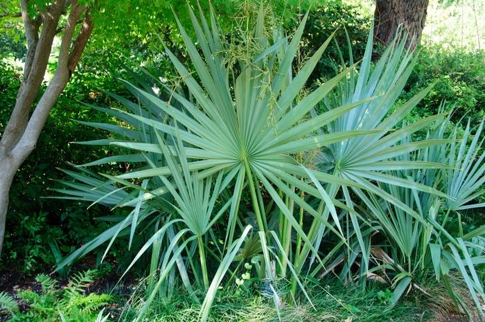 Sabal minor