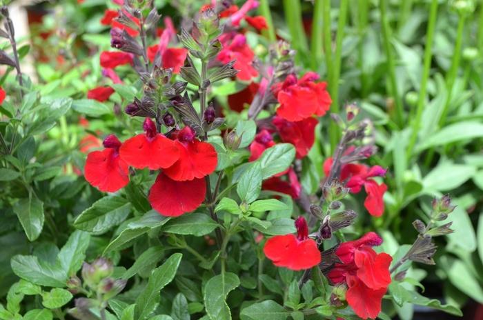 Salvia greggii Mirage™ Cherry Red