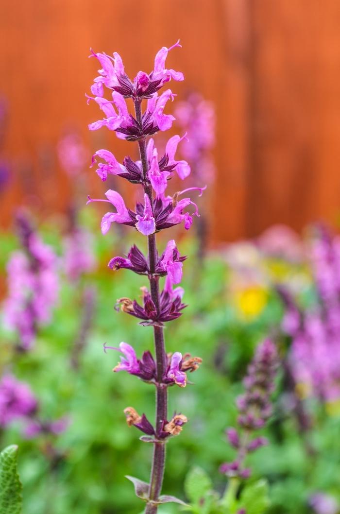 Salvia nemorosa Lyrical™ Rose