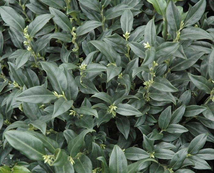 Sarcococca hookeriana var humilis