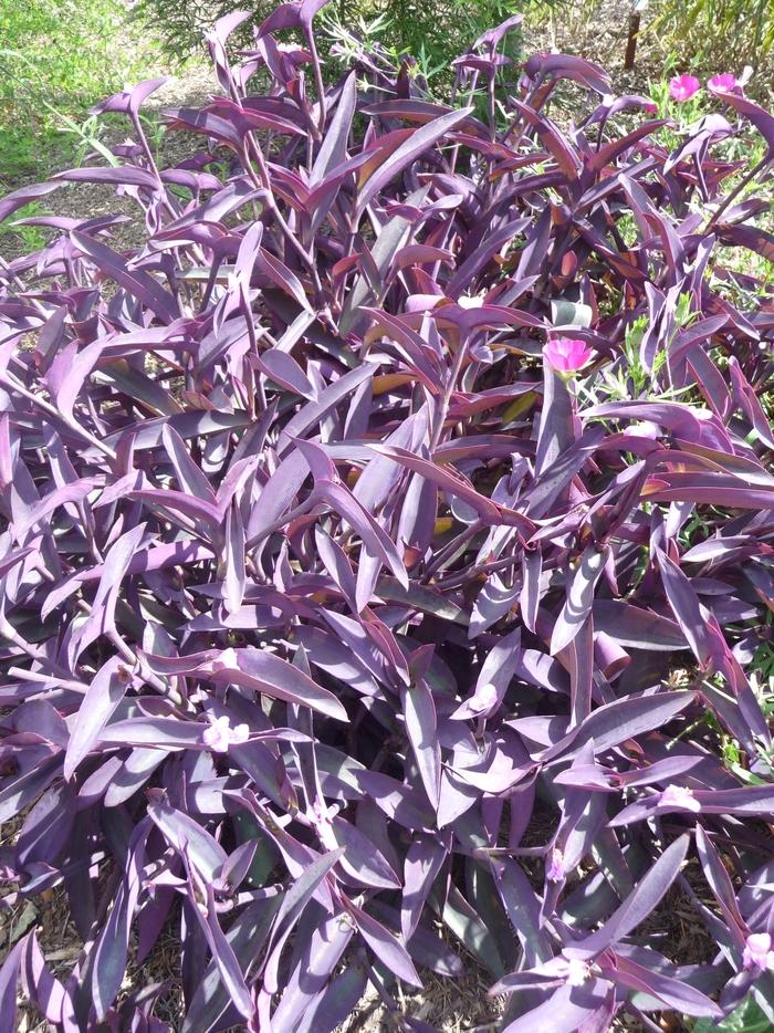 Setcreasea pallida Purple Heart