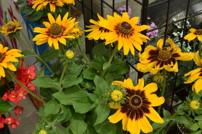 Rudbeckia hirta Denver Daisy™