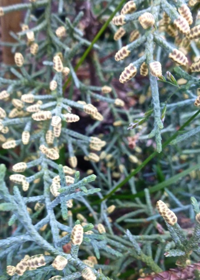 Cupressus arizonica Carolina Sapphire