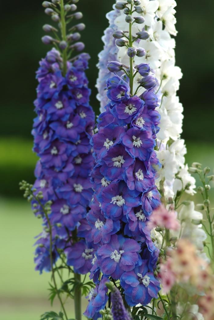 Delphinium elatum Guardian Blue