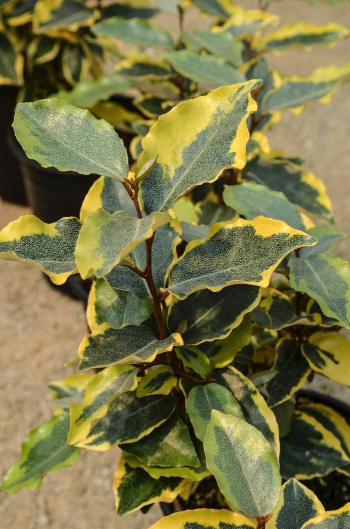 Elaeagnus x ebbingei Olive Martini™
