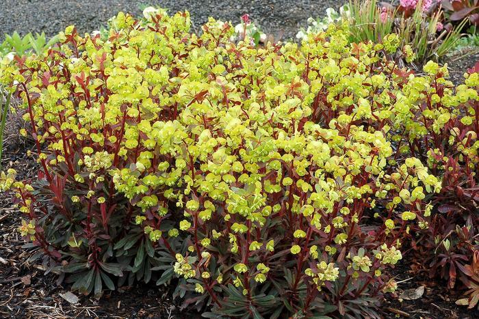 Euphorbia amygdaloides Golden Glory