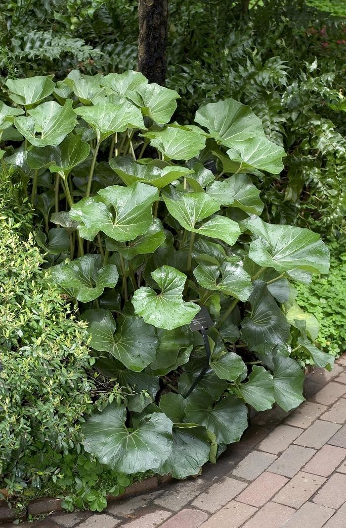 Farfugium japonicum Giganteum