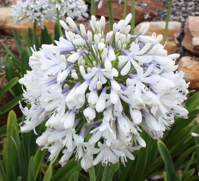 Agapanthus orientalis Queen Mum™