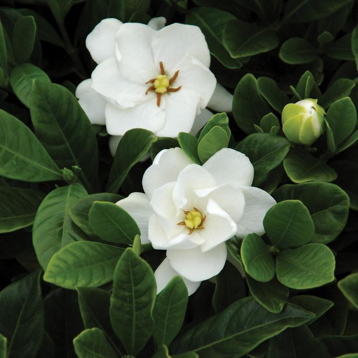Gardenia jasminoides Buttons