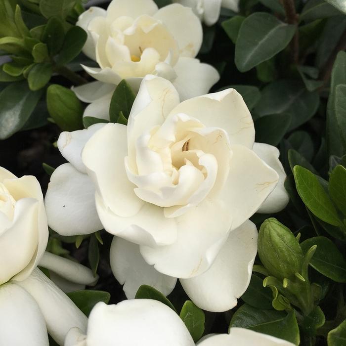 Gardenia augusta Crown Jewel