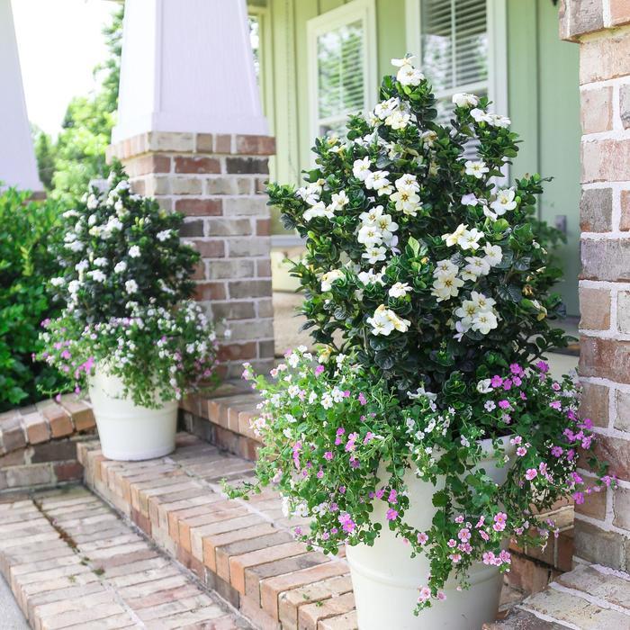 Gardenia Diamond Spire®
