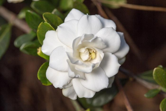 Gardenia jasminoides Double Mint