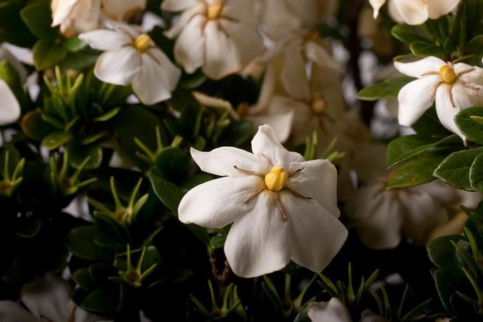 Gardenia jasminoides ScentAmazing™