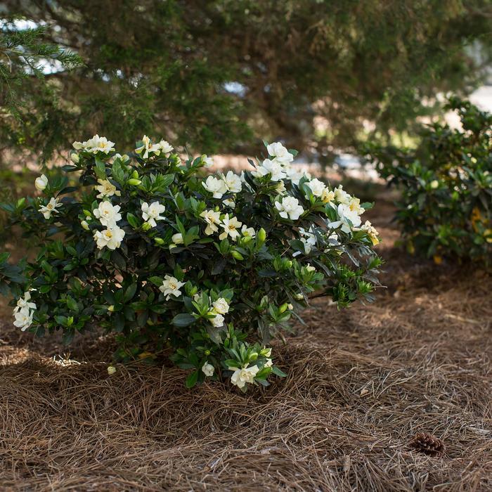 Gardenia jasminoides Sweet Tea™