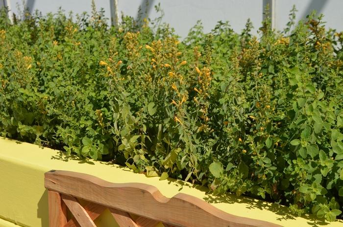 Agastache Arizona Sun
