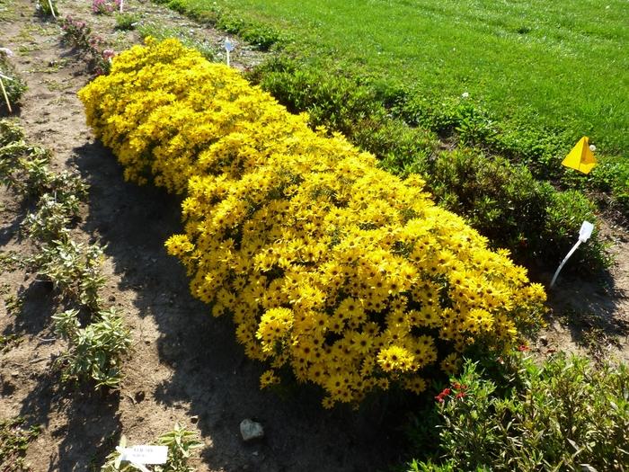 Helianthus salicifolius Autumn Gold