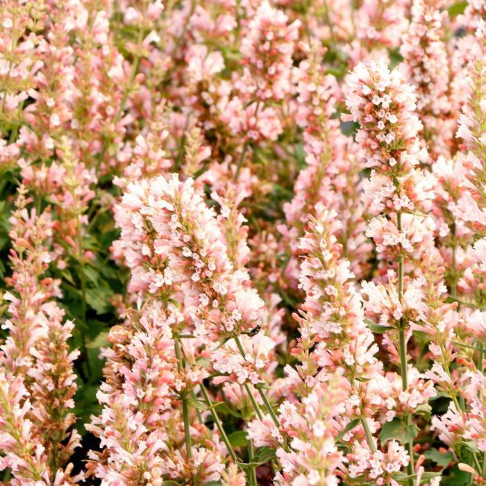 Agastache Pink Pearl