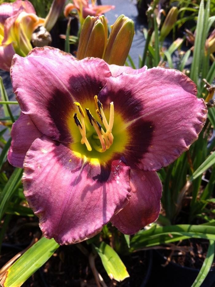 Hemerocallis Always Afternoon