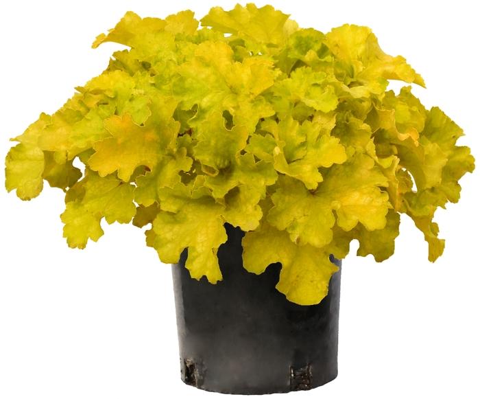 Heuchera Lemon Supreme