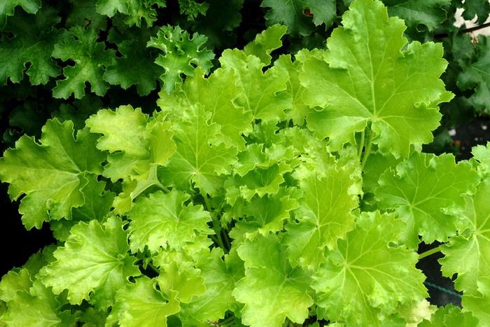 Heuchera Lime Rickey