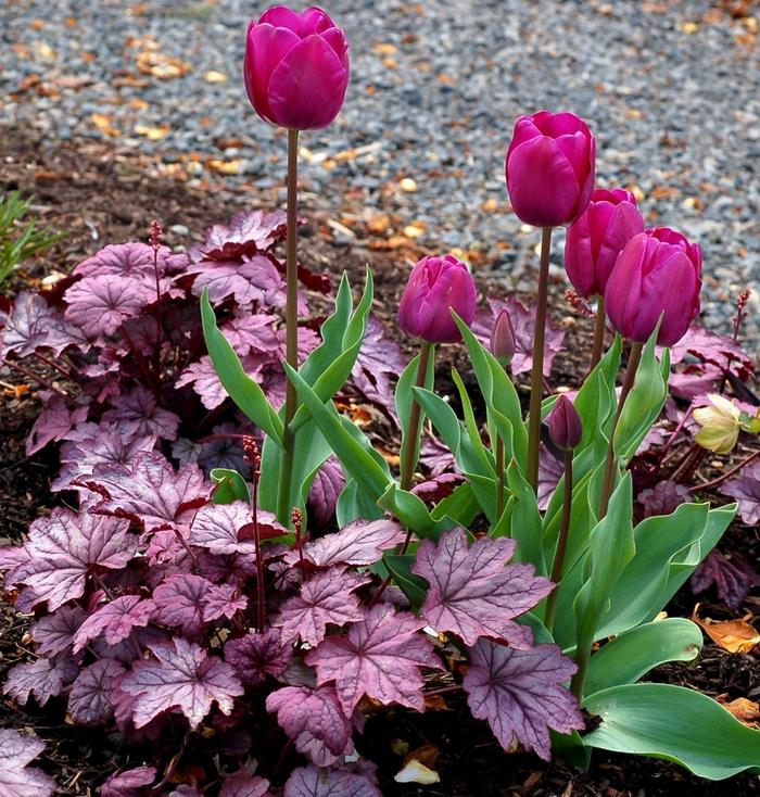Heuchera Sugar Plum