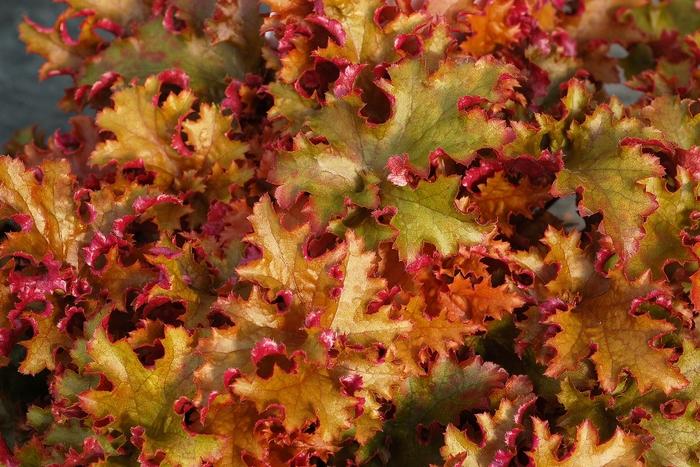 Heuchera Zipper