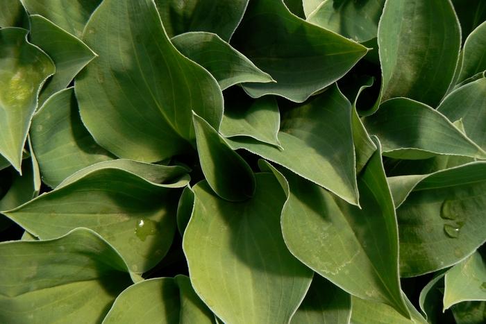 Hosta Blue Cadet