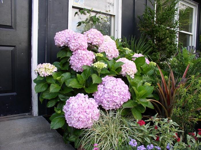 Hydrangea macrophylla Big Daddy