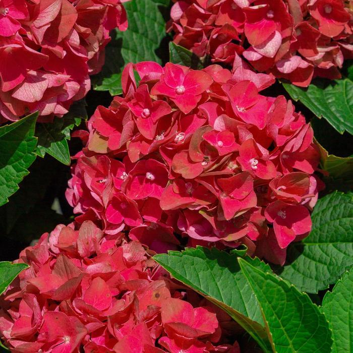 Hydrangea macrophylla Heart Throb®