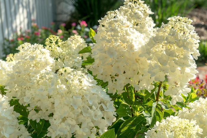 Hydrangea paniculata Moon Dance®