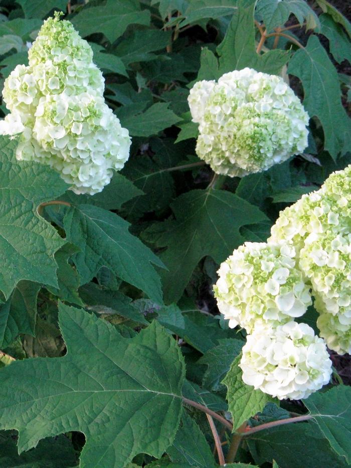 Hydrangea quercifolia Gatsby Moon®