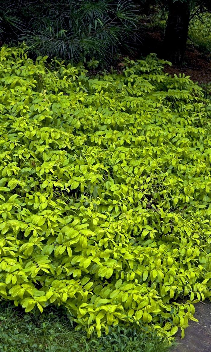 Hypericum calycinum Brigadoon