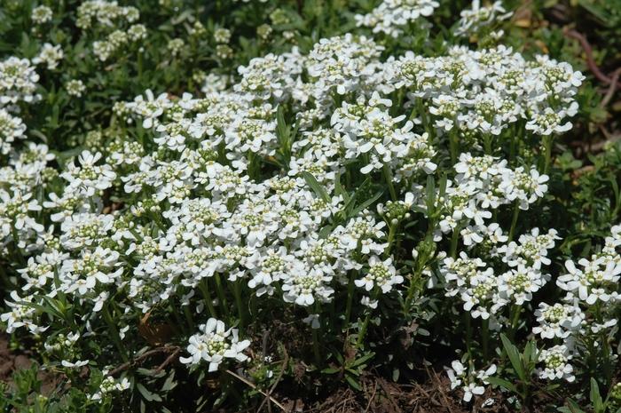 Iberis sempervirens Snowflake