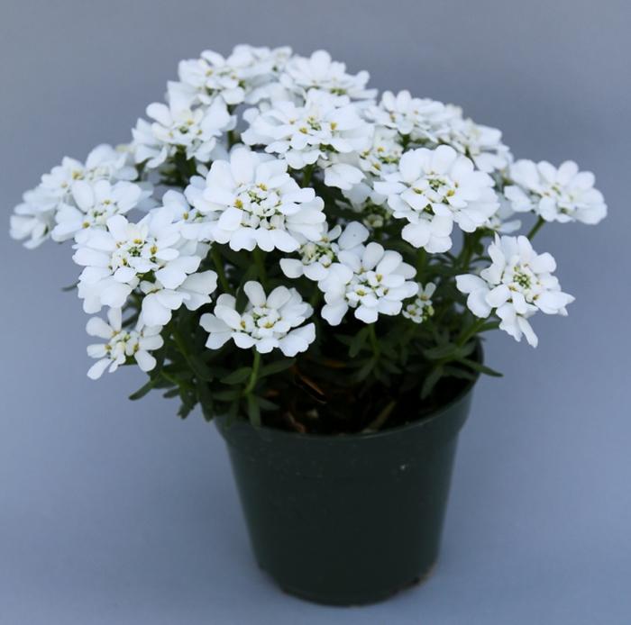 Iberis sempervirens Snowsation