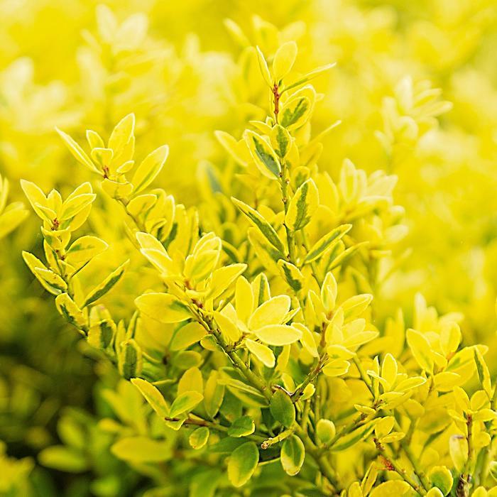 Ilex crenata Touch of Gold®