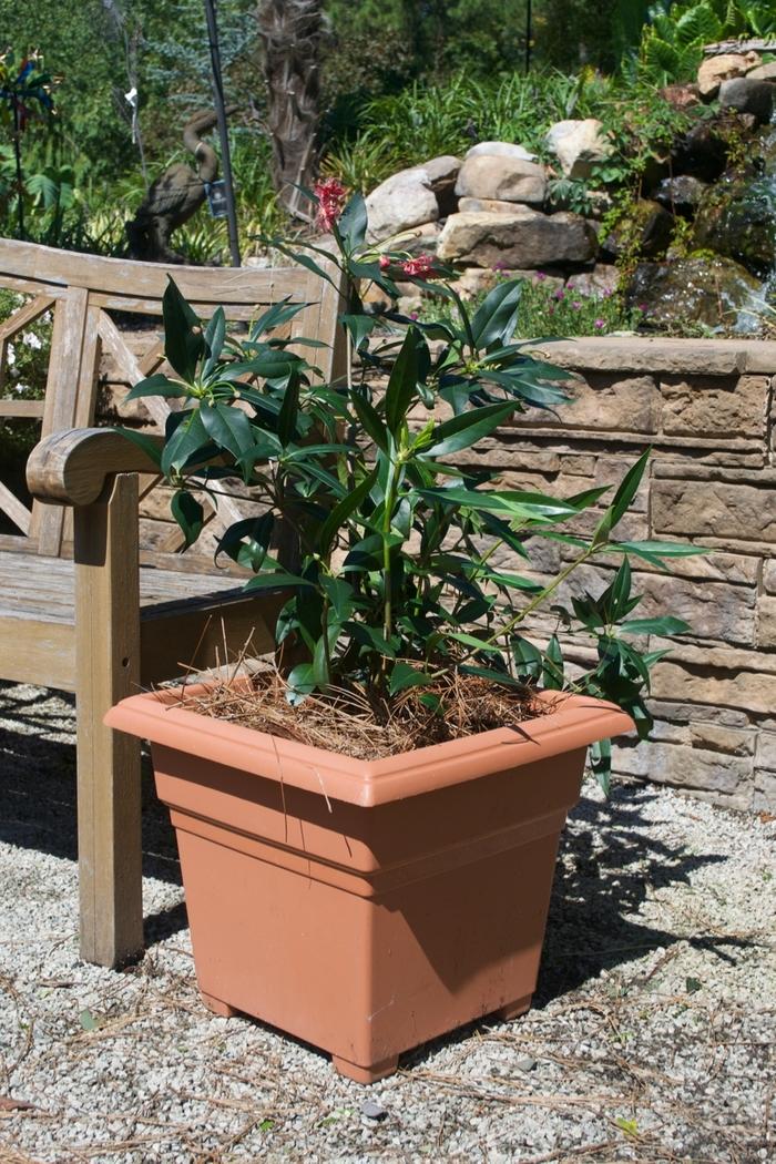 Illicium Woodland Ruby