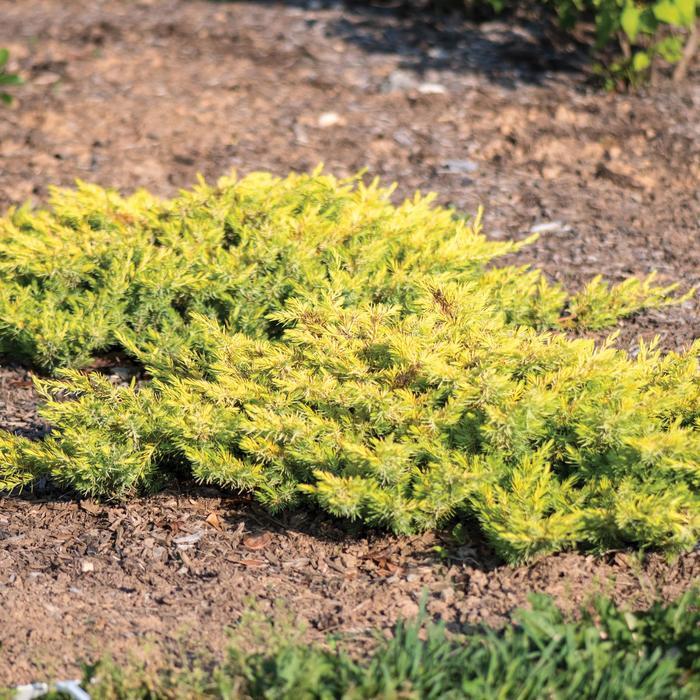 Juniperus conferta Golden Pacific™