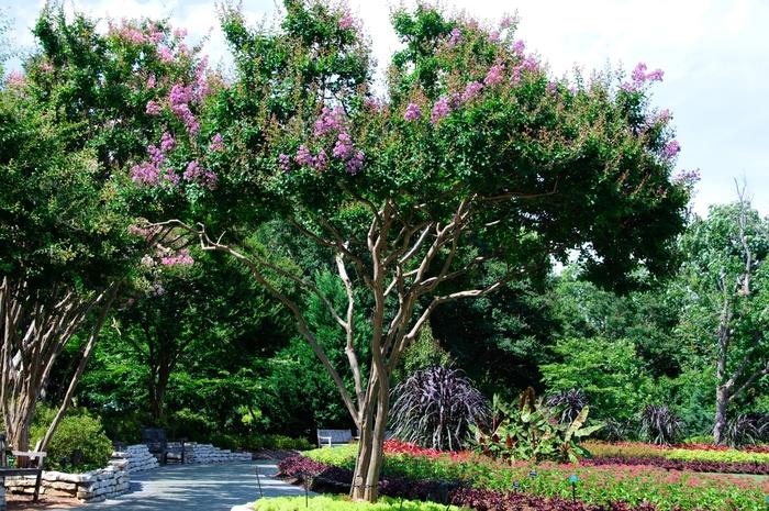 Lagerstroemia indica Catawba