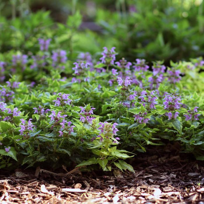Lamium maculatum Anne Greenaway