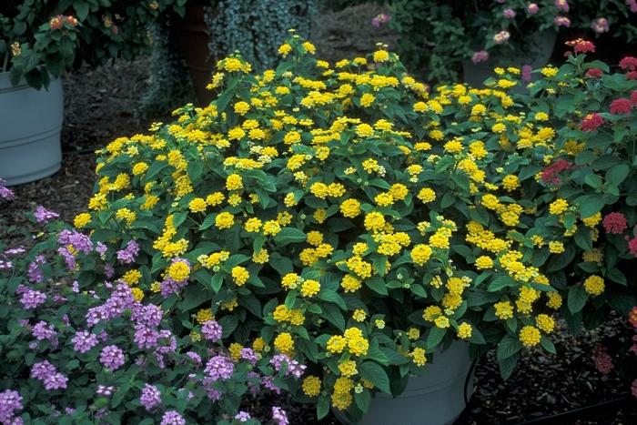 Lantana camara Chapel Hill Yellow